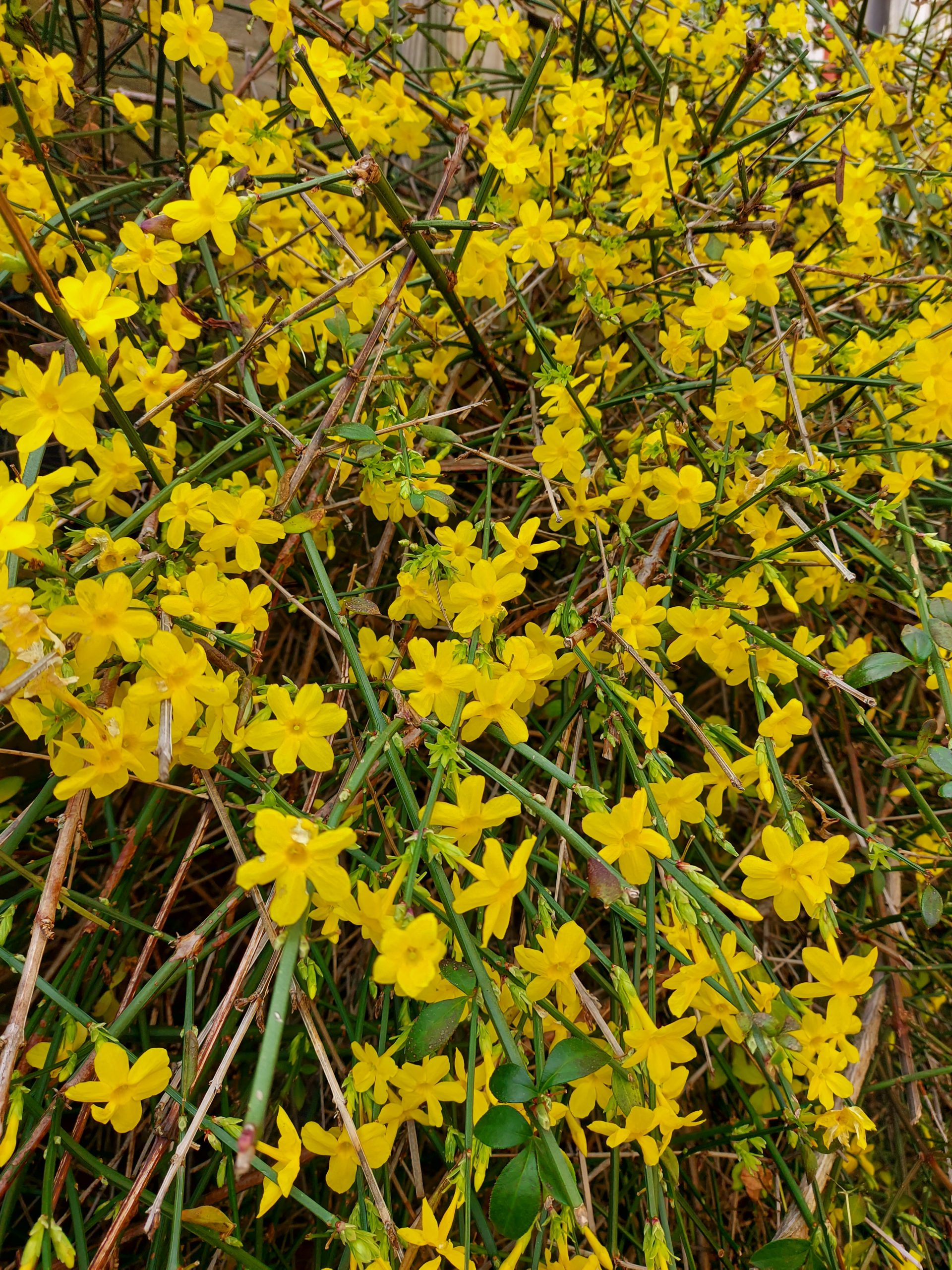 December Plant Of The Month Winter jasmine Simply Garden Maintenance