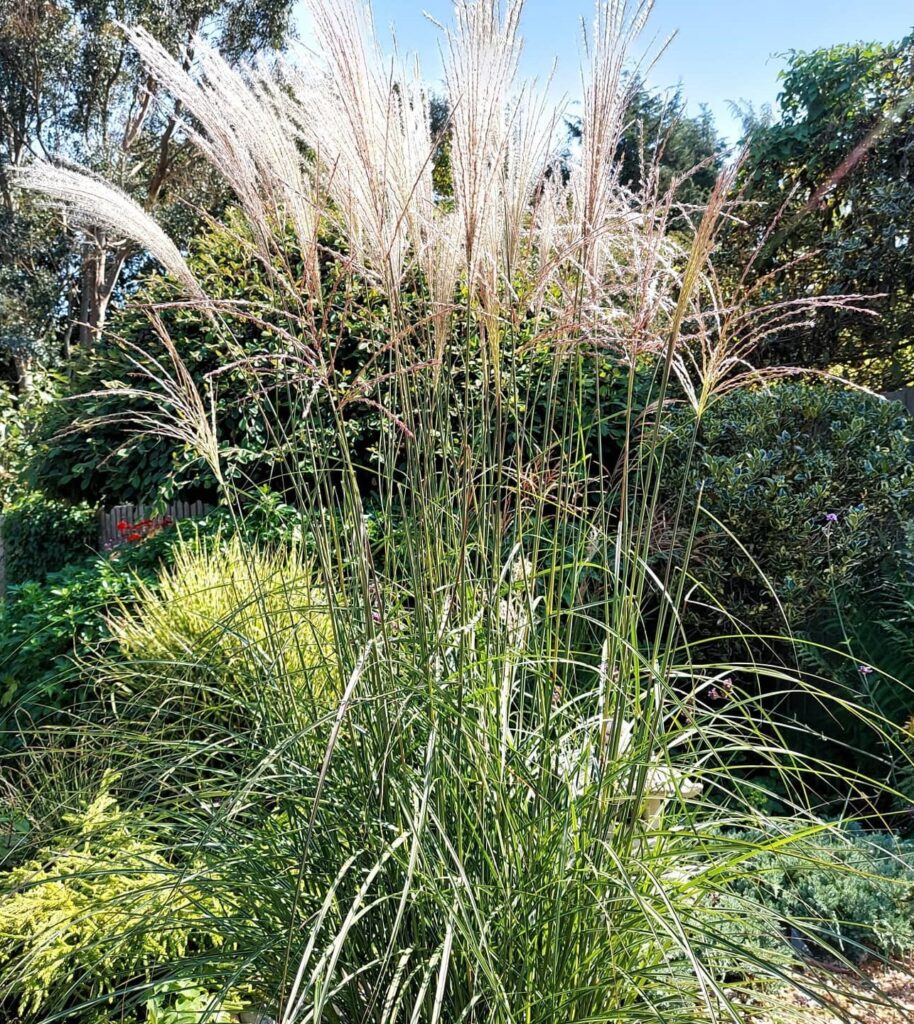 September Plant Of The Month Miscanthus Sinensis Simply Garden