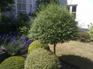 Shaggy looking topiary before pruning