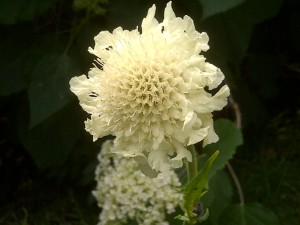 Cephalaria gigantea (Giant scabious)