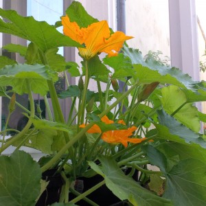 Courgette plant covered in flowers