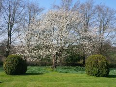 Spring blossom on a large cherry tree