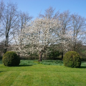 Spring blossom on a large cherry tree